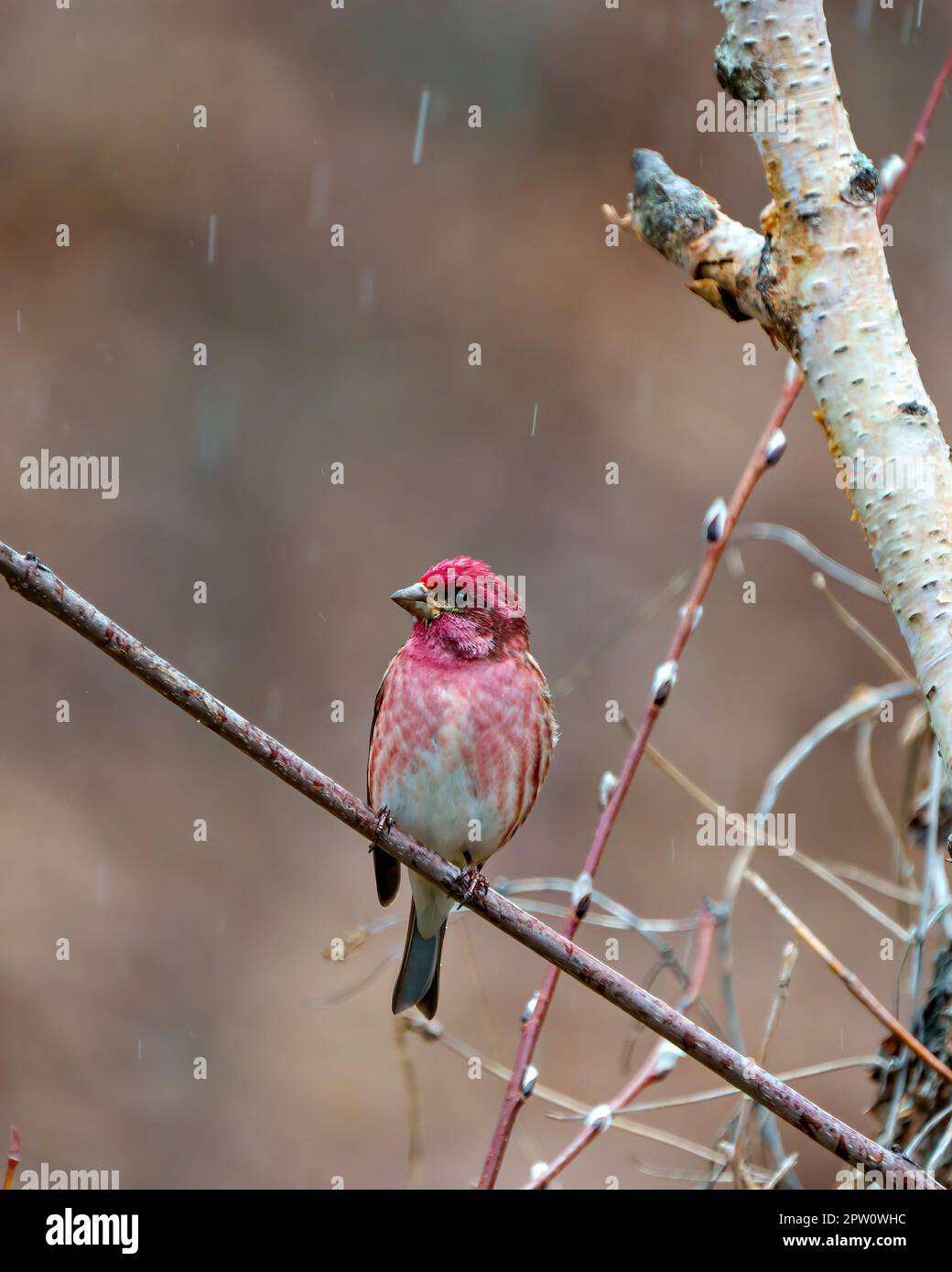 Vue rapprochée de l'avant de l'homme Purple Finch, perchée sur une branche au printemps avec une pluie tombant sur un arrière-plan marron flou et doux dans son environnement. Banque D'Images