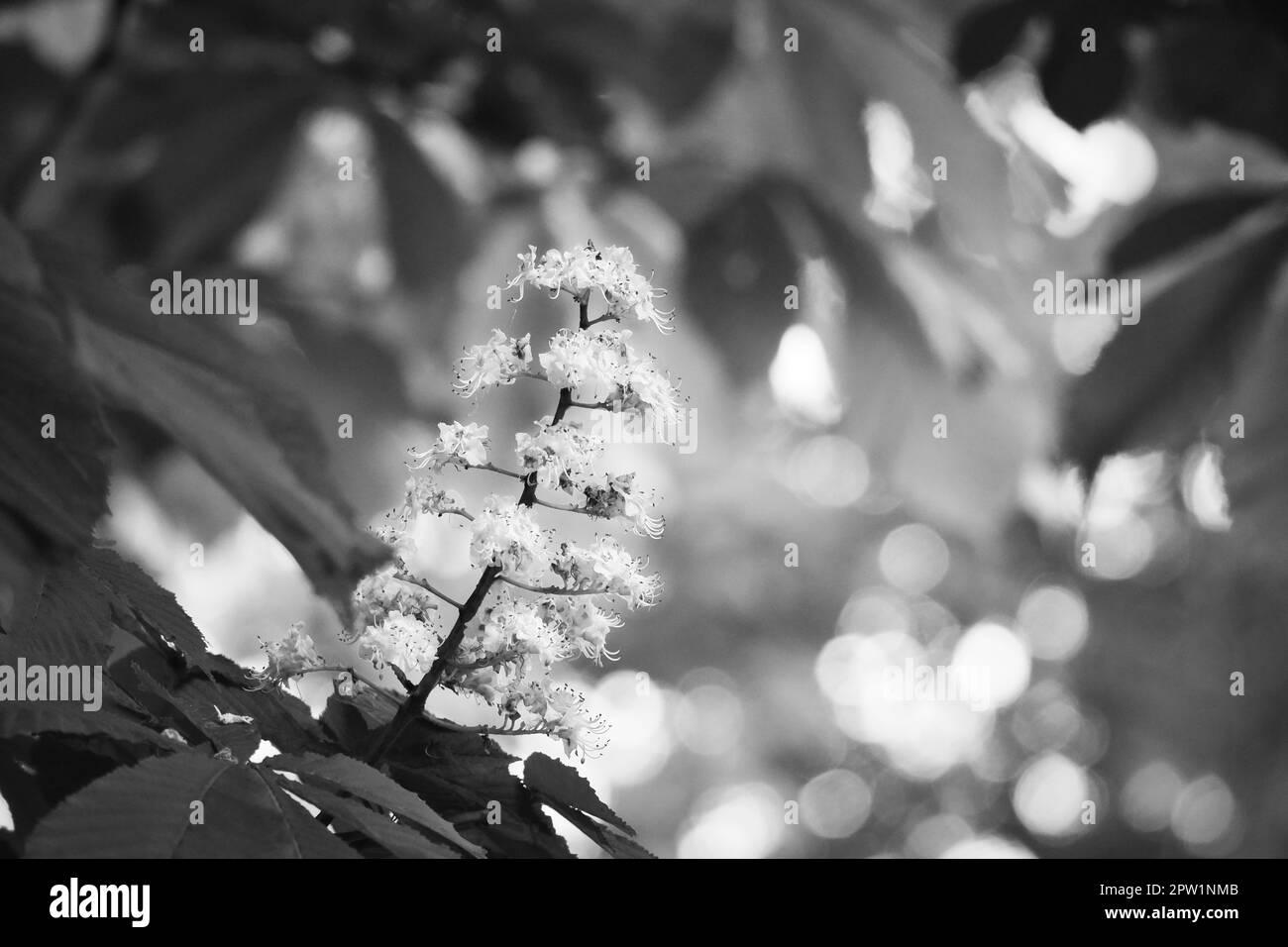 fleur de châtaignier en noir et blanc, sur la branche d'un châtaignier. Fleurs blanches sur le poignard. Heure de printemps dans le parc. Photo de fleur de la nature Banque D'Images