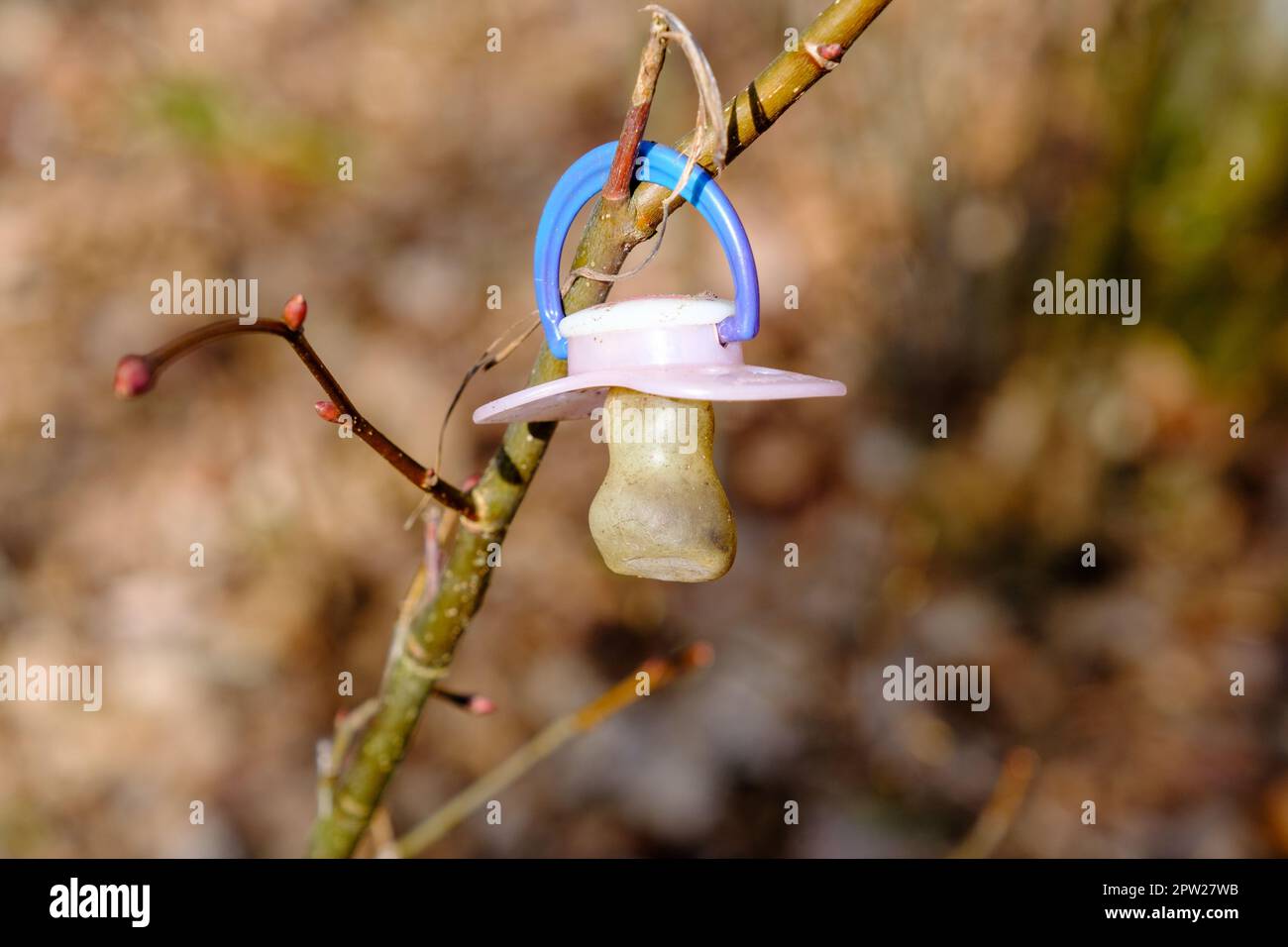 sucette perdue accrochée à une branche d'arbre. Banque D'Images