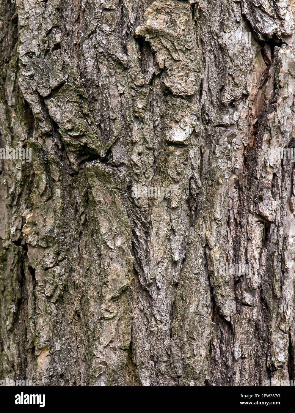Arrière-plan de l'écorce de Sophora. Détail de l'écorce de Sophora - nom latin - Sophora japonica pendula. Banque D'Images