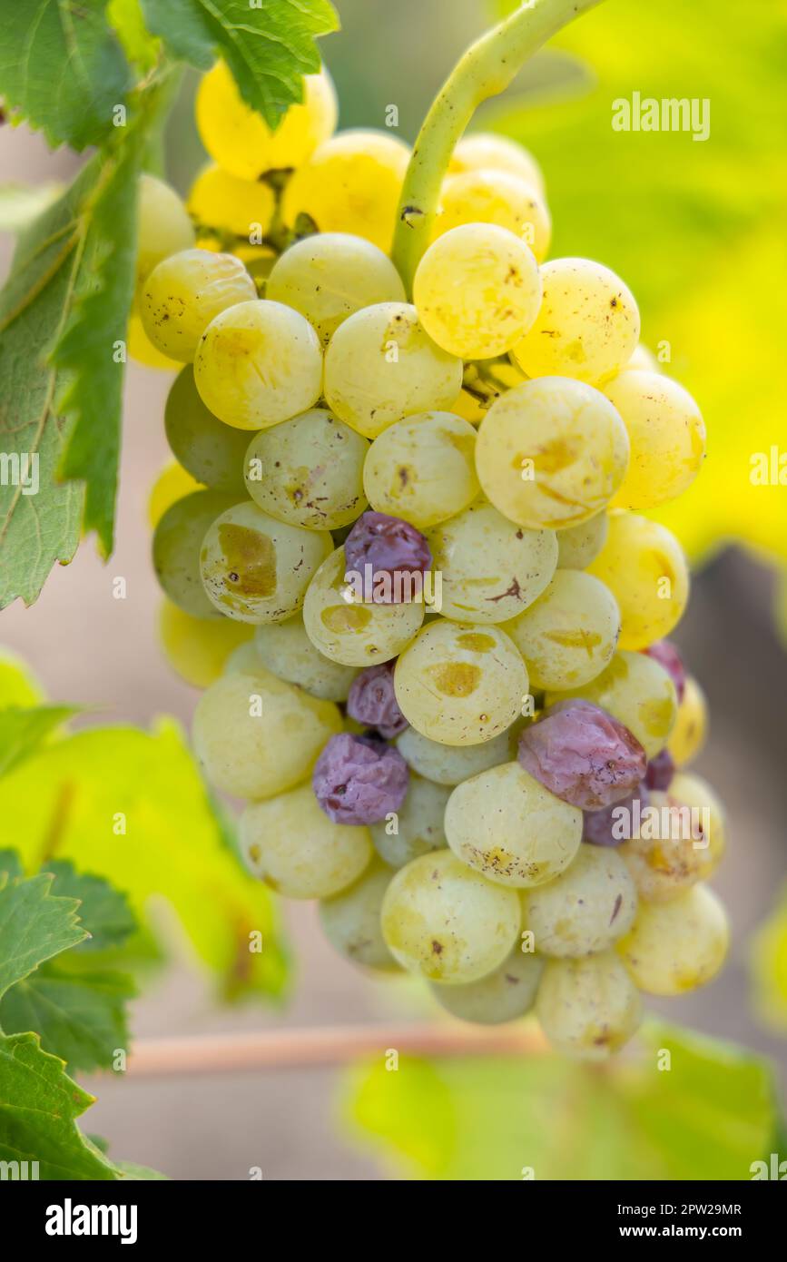 Raisins typiques avec botrytis cinerea pour vins doux, Sauternes, Bordeaux, Aquitaine, France Banque D'Images