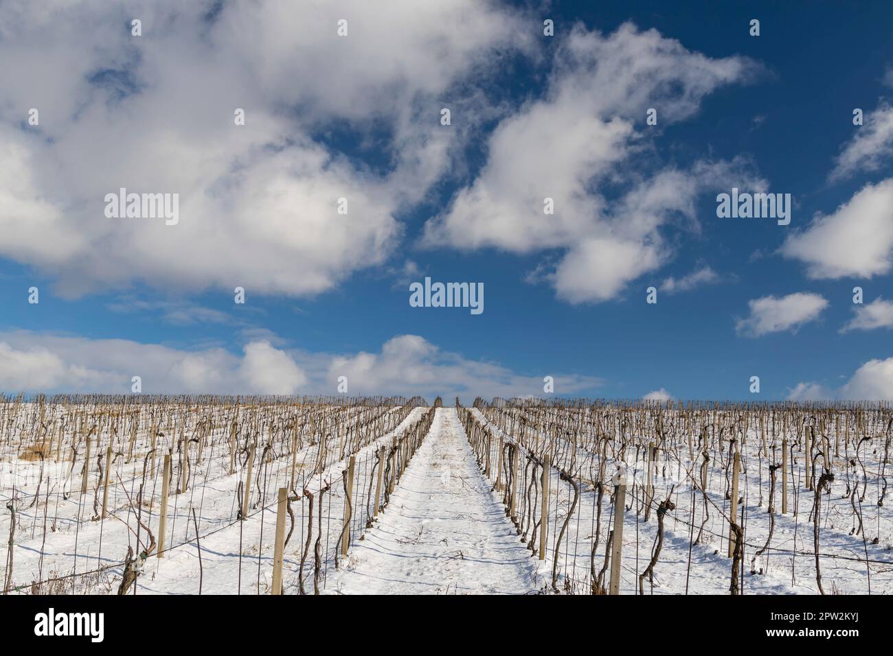 Paysage de vignes, Slovacko, Moravie du Sud, République tchèque Banque D'Images