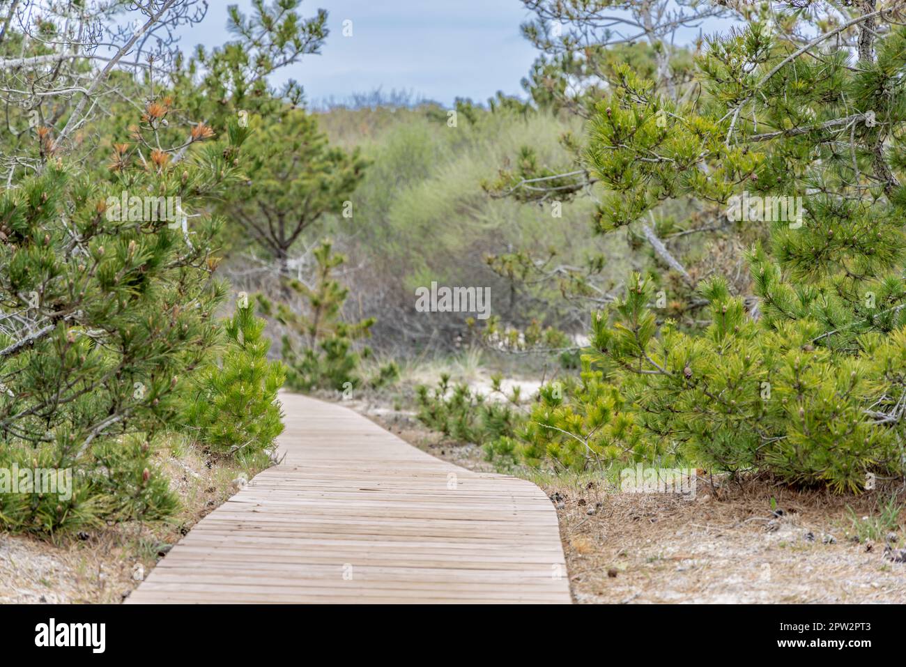 promenade en bois qui mène à une plage de l'océan dans les hamptons Banque D'Images