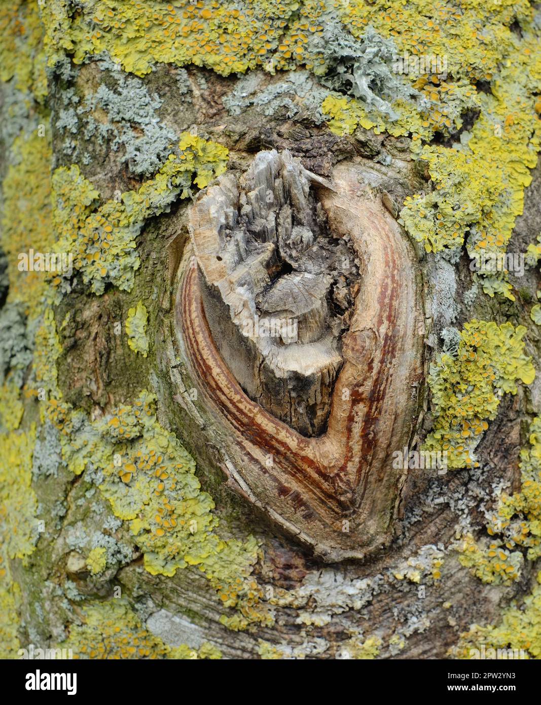 La forêt de trolls - Rebild, Danemark. La forêt enchantée dans le parc national de Rebild, Jutland, Danemark Banque D'Images