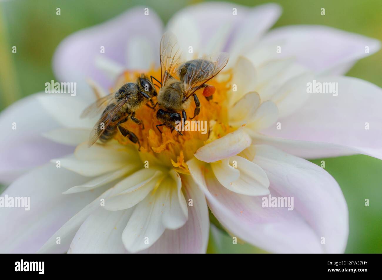 Deux abeilles sur un Dahlia 'Teesbrooke Audrey', gros plan, vue de dessus, rose pastel et blanc dahlia jardin fleur avec une paire d'abeilles. Banque D'Images