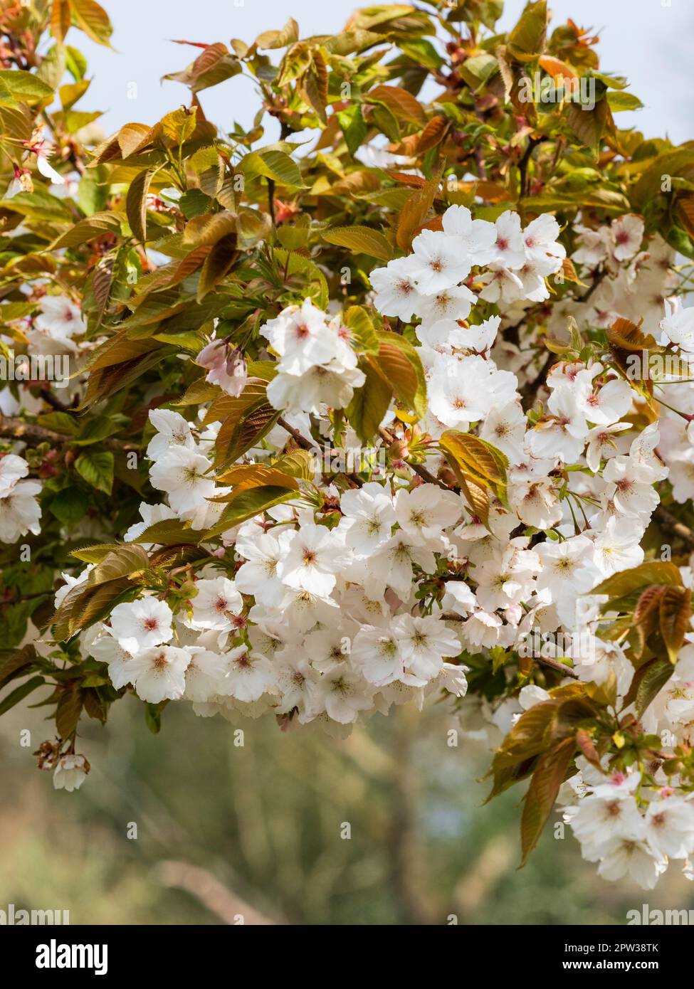 Fleur de printemps de la fleur de printemps ornementale grande cerise blanche, Prunus 'Tai Haku' Banque D'Images