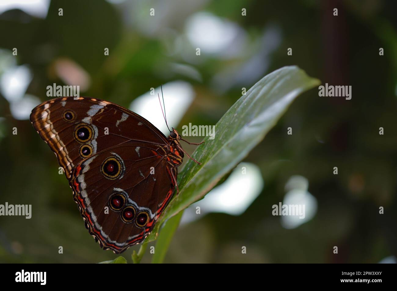 Morpho Peleides papillon tropical sur une feuille verte, macro gros plan, le dessous du papillon est brun avec des marques colorées. Banque D'Images