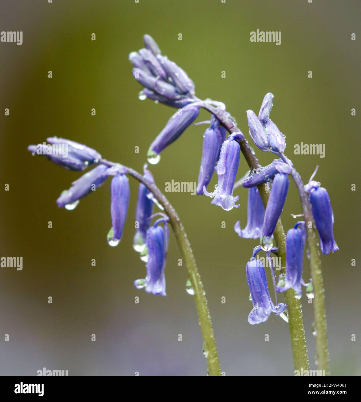 Fleurs Bluebell - gros plans Banque D'Images