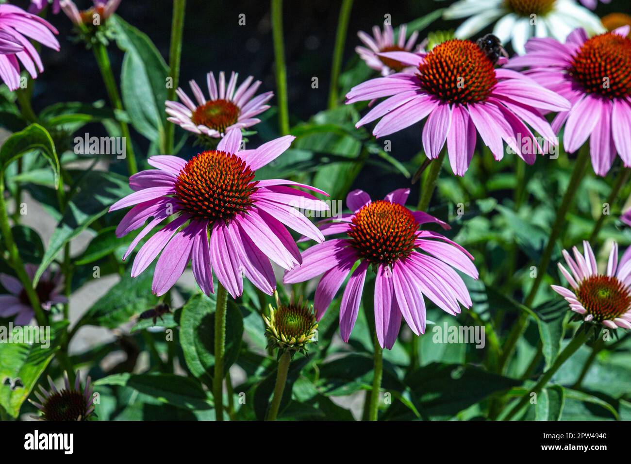 Le splendide confleur pourpre dans sa fleur maximale Banque D'Images
