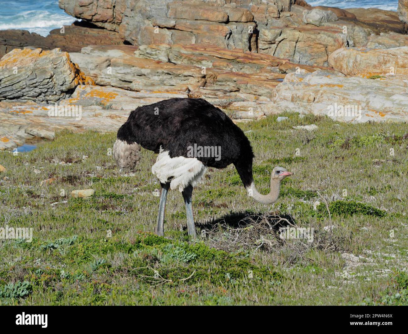 Autruche commune (Struthio camelus) dans le parc national du Cap de bonne espérance, le Cap, Afrique du Sud Banque D'Images
