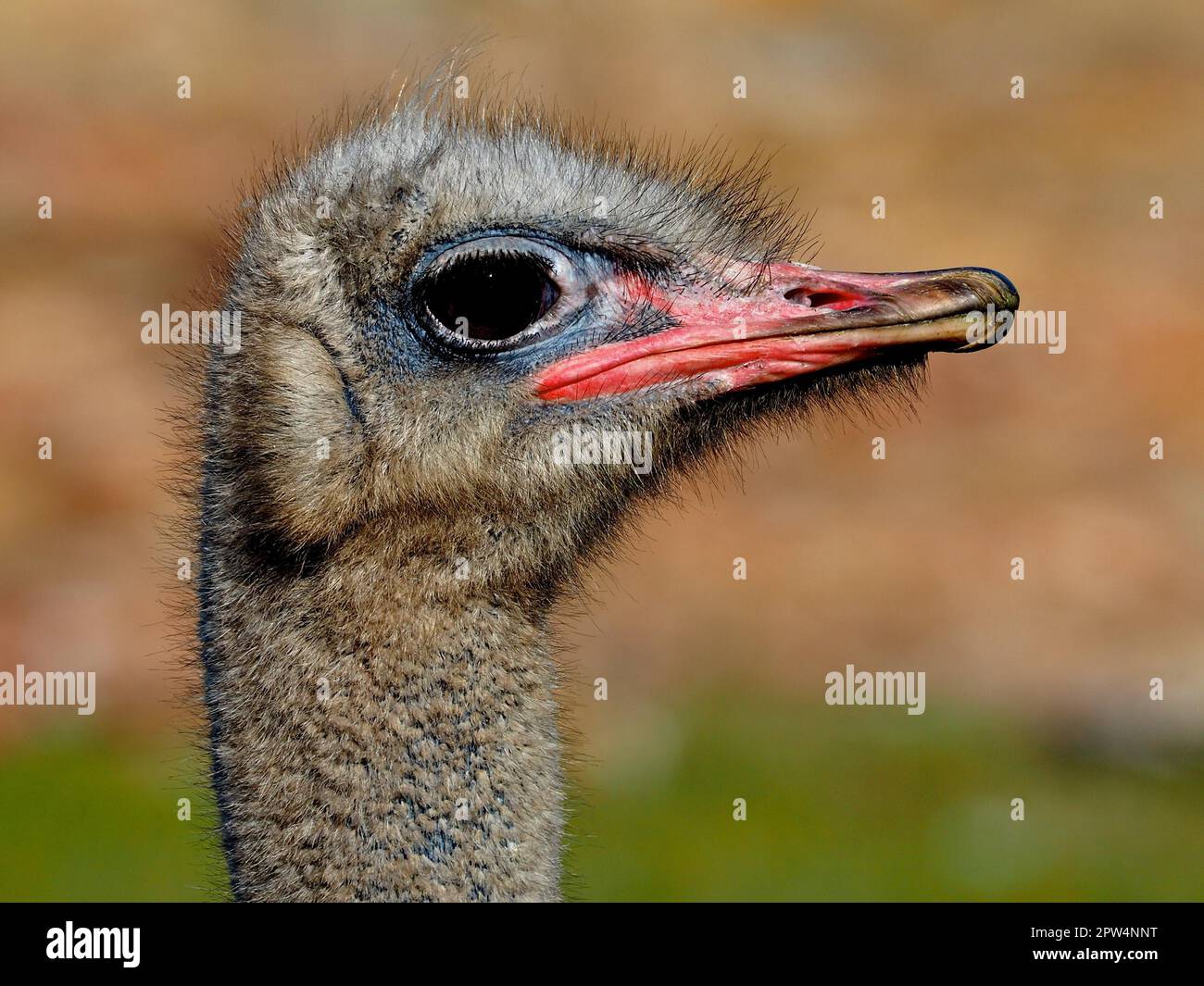 Gros plan de l'autruche commune (Struthio camelus) dans le parc national du Cap de bonne espérance, le Cap, Afrique du Sud Banque D'Images