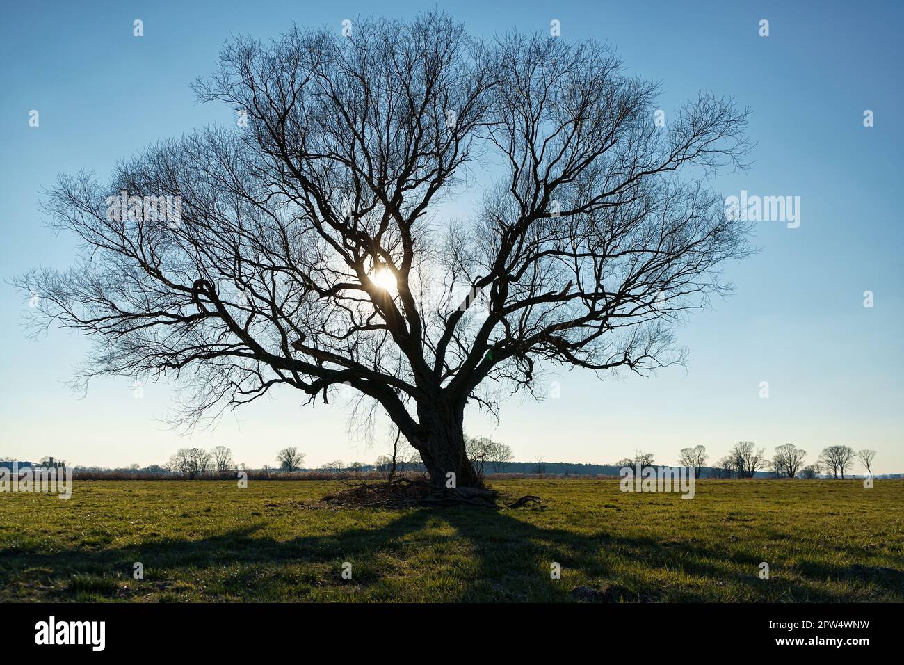 Einsamer Baum auf Feld im Winter Banque D'Images
