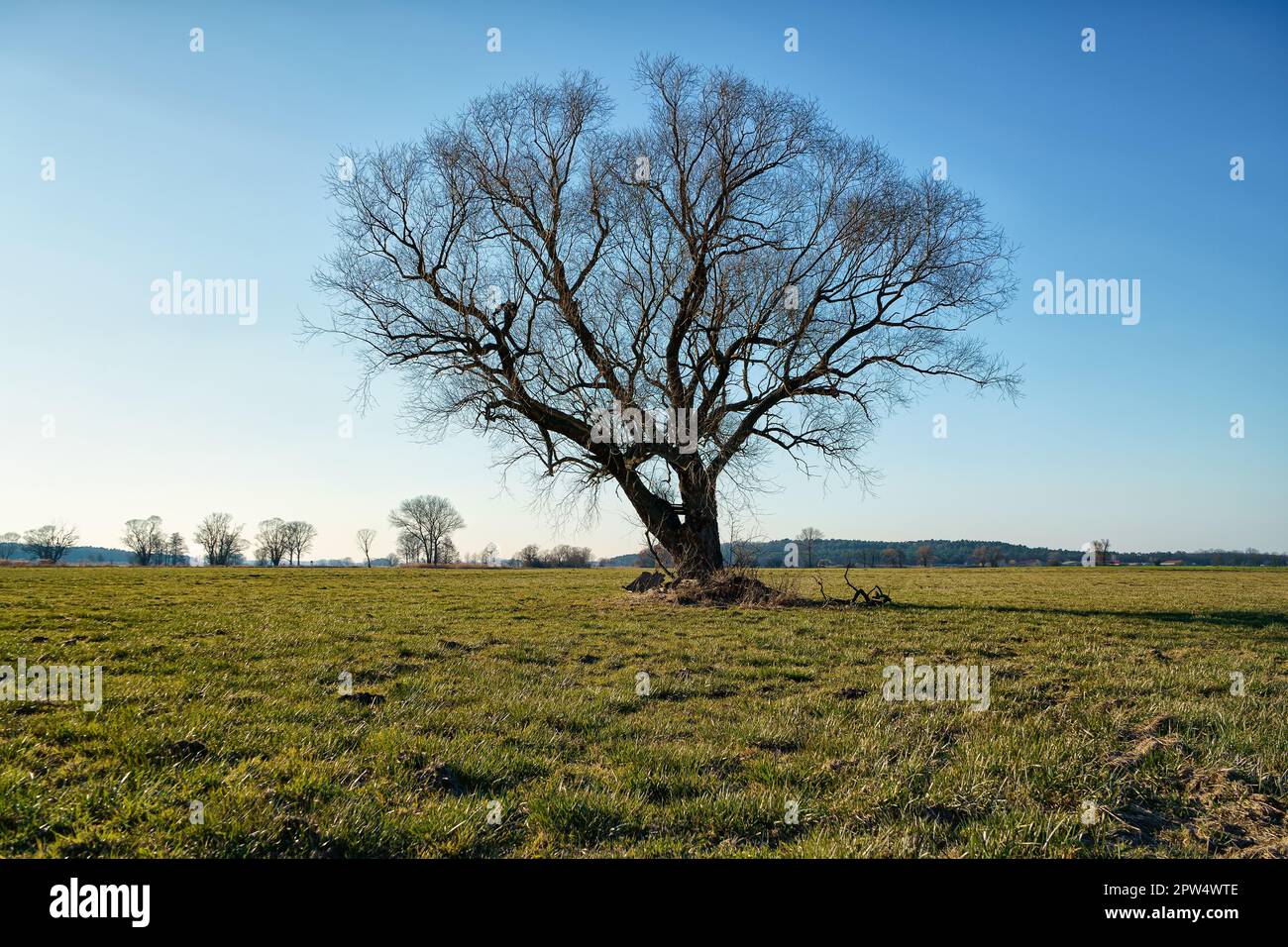 Einsamer Baum auf Feld im Winter Banque D'Images