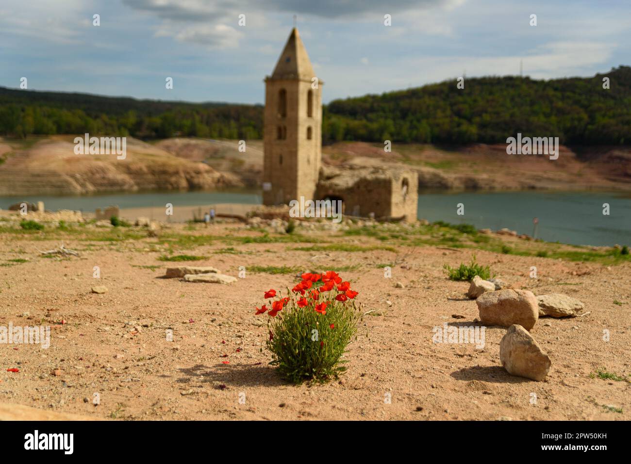 Vilanova de Sau, Espagne. 27th avril 2023. Fleurs de coquelicots vues au réservoir d'eau de Sau avec le clocher en arrière-plan. Le réservoir d'eau, l'une des principales sources d'eau de la région espagnole de Catalogne et en particulier pour la ville de Barcelone, est maintenant à 6% de capacité selon les données de l'Agence catalane de l'eau, tandis que les réservoirs d'eau de la région sont à 27% de capacité, Ce qui a forcé le gouvernement local à prendre des mesures contre la pénurie d'eau, l'Espagne étant entrée dans une période de sécheresse chronique. Le niveau bas record a fait resurface à la ville de Sant Romà avec son emblématique cloche à Banque D'Images