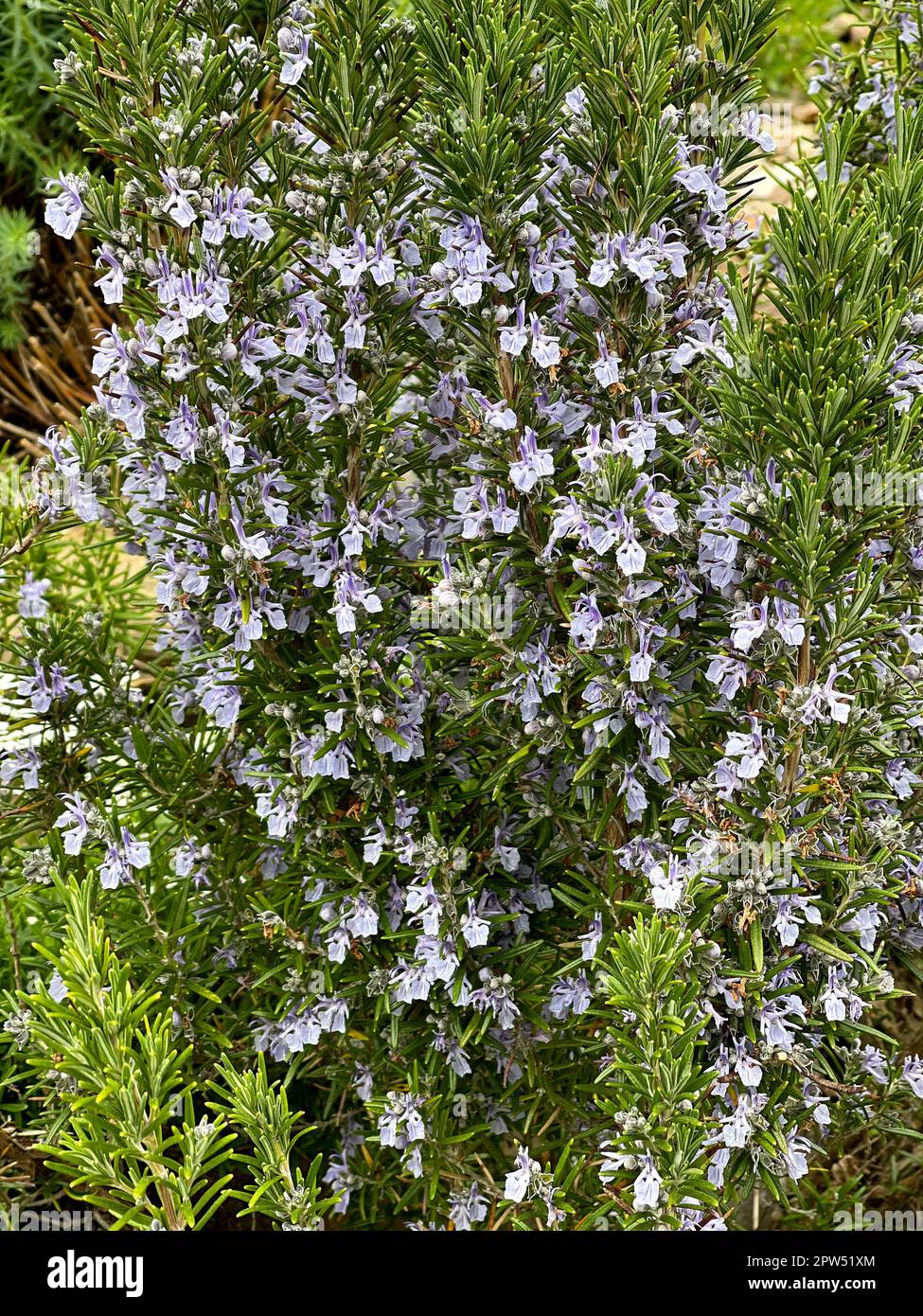 Rosmarin, Romarin officinal, ist eine Heil- und Kraeuterpflanze. Le romarin officinalis, est une plante médicinale et herbacée. Banque D'Images