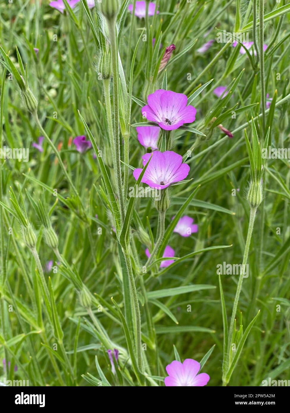 Semi Di Agrostemma Githago (Ruota Di Mais) – 100 Pezzi, Fiori Esotici Biologici Per Giardino E Decorazione Esterna