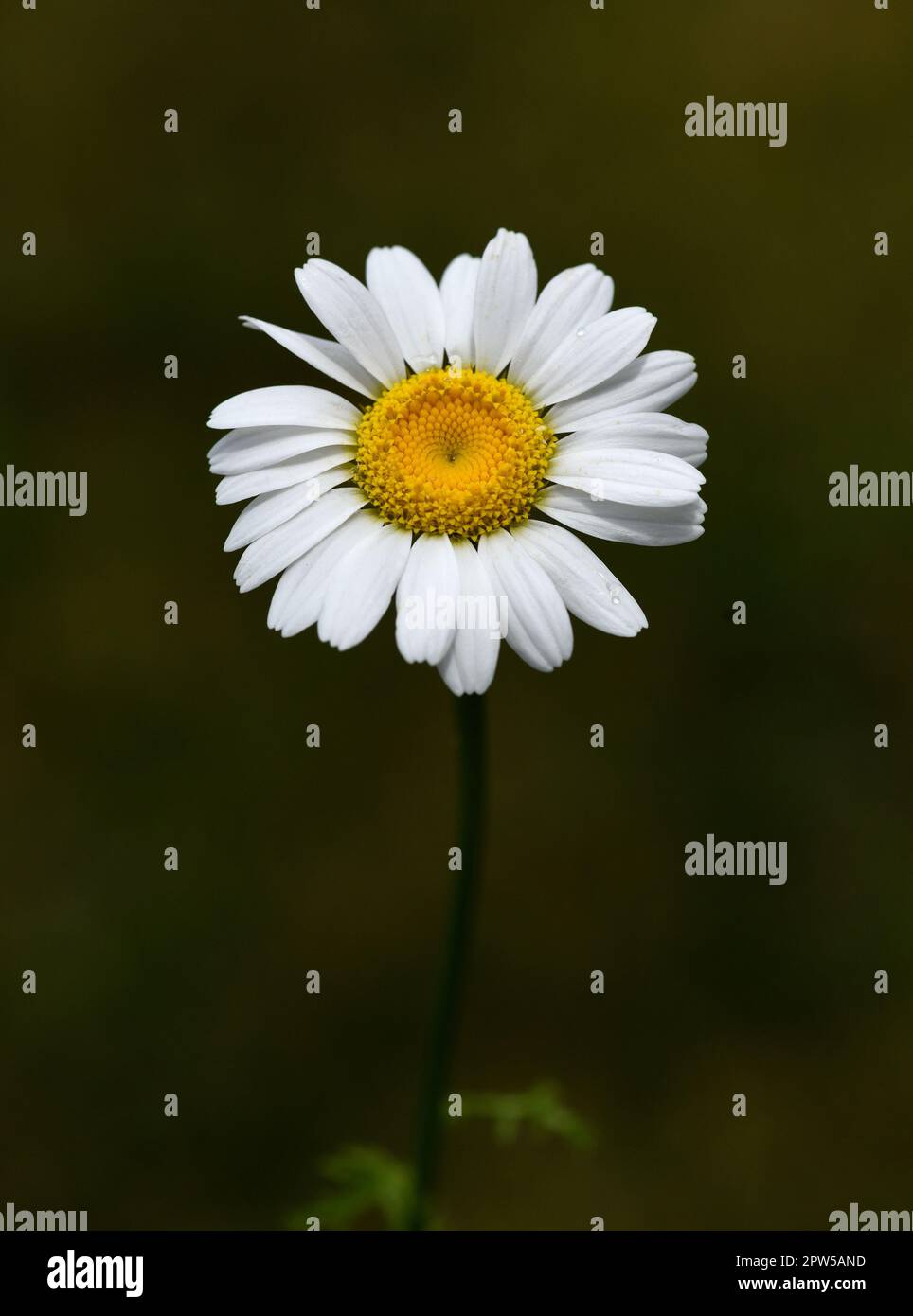 Roemischer Bertram, Anacycle pyrèthrum, ist eine wichtige Heilpflanze ...