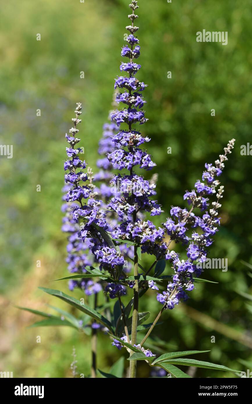 Moenchspfeffer, Vitex agnus ist eine wichtige Heilpflanze und wird auch in der Medizin verwendet. Moenchspfeffer, Vitex agnus est un medicina important Banque D'Images