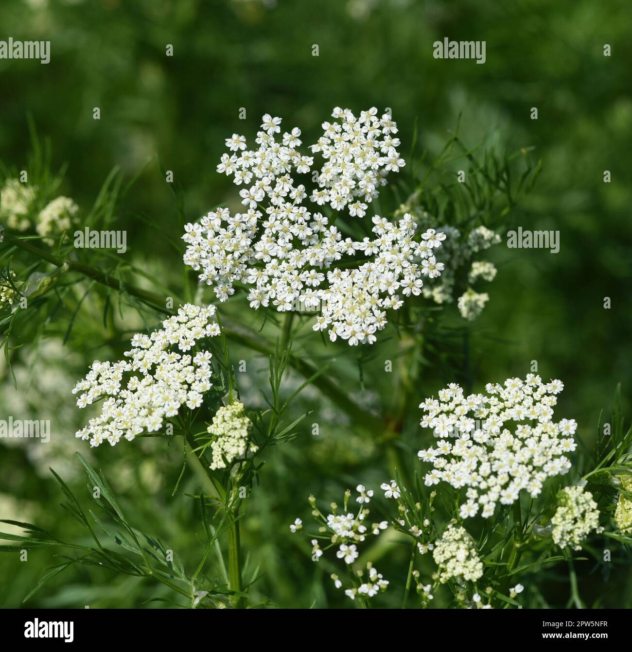 Anis, Pimpinella anisum, ist eine Heil- und Gewuerzpflanze die auch in der Medizin verwendet wird. L'anis, Pimpinella anisum, est un médicament et épicé Banque D'Images