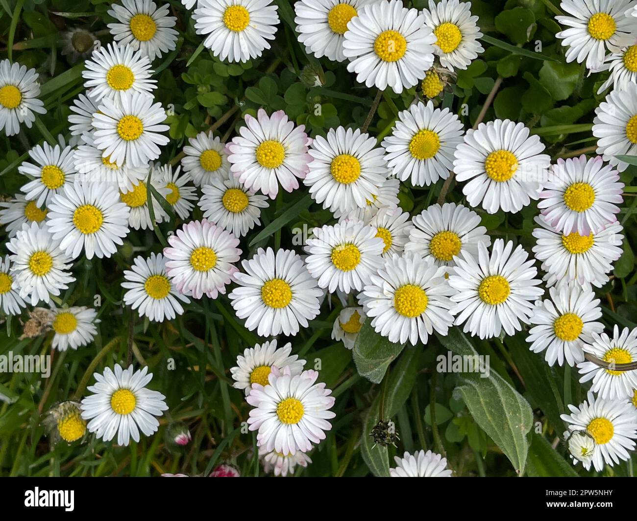 Gaensebluemchen Bellis perennis, ist eine essbare Blume mit weissen  Blueten. Sie ist eine wichtige Heilpflanze und wird in der Medizin  verwendet. Sie Photo Stock - Alamy