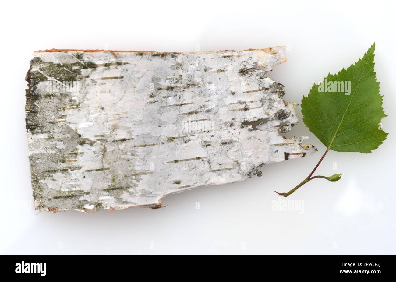 Birkenbaum, Birke Betula, ist ein heimischer, Baum der auch als Heilpflanze medizinisch verwendet wird. Le bouleau betula est un arbre indigène Banque D'Images