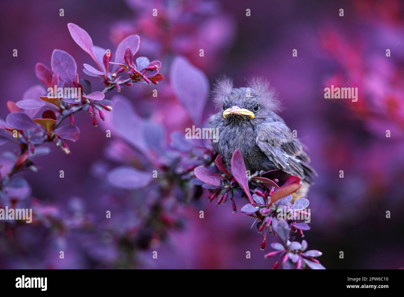 Poussin de la commune de blackbird, turdus merula, assis dans des buissons et regardant autour. Très jeune oiseau sur une branche. Écloserie dans un environnement naturel coloré Banque D'Images