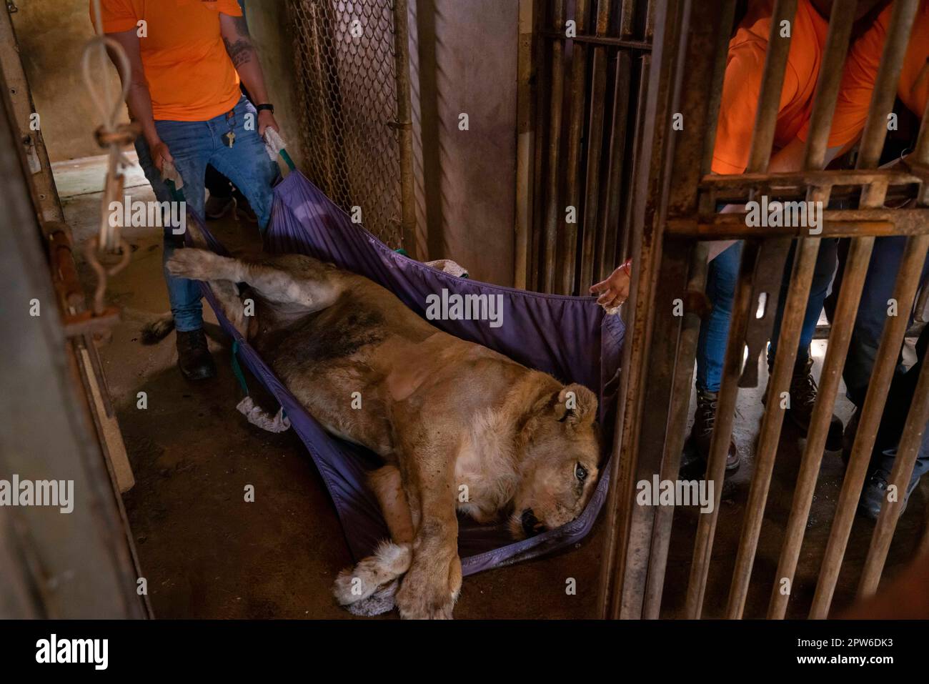 A sedated lion, housed in Puerto Rico’s only zoo, is transported to a