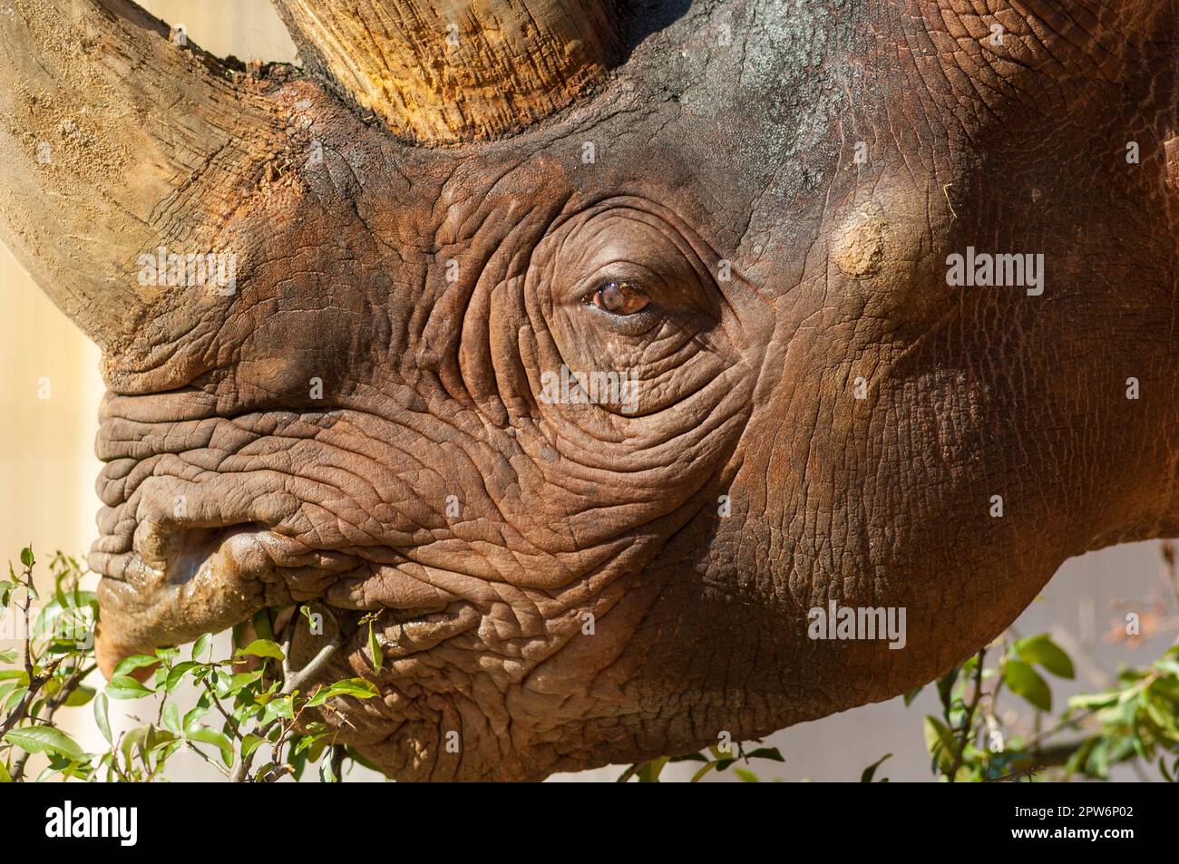 Gros plan de la tête de rhinocéros avec les yeux, la bouche, le nez et la corne Banque D'Images