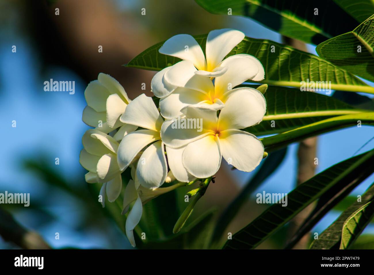 Plumeria, blanc, floraison est la fleur nationale du Laos Banque D'Images