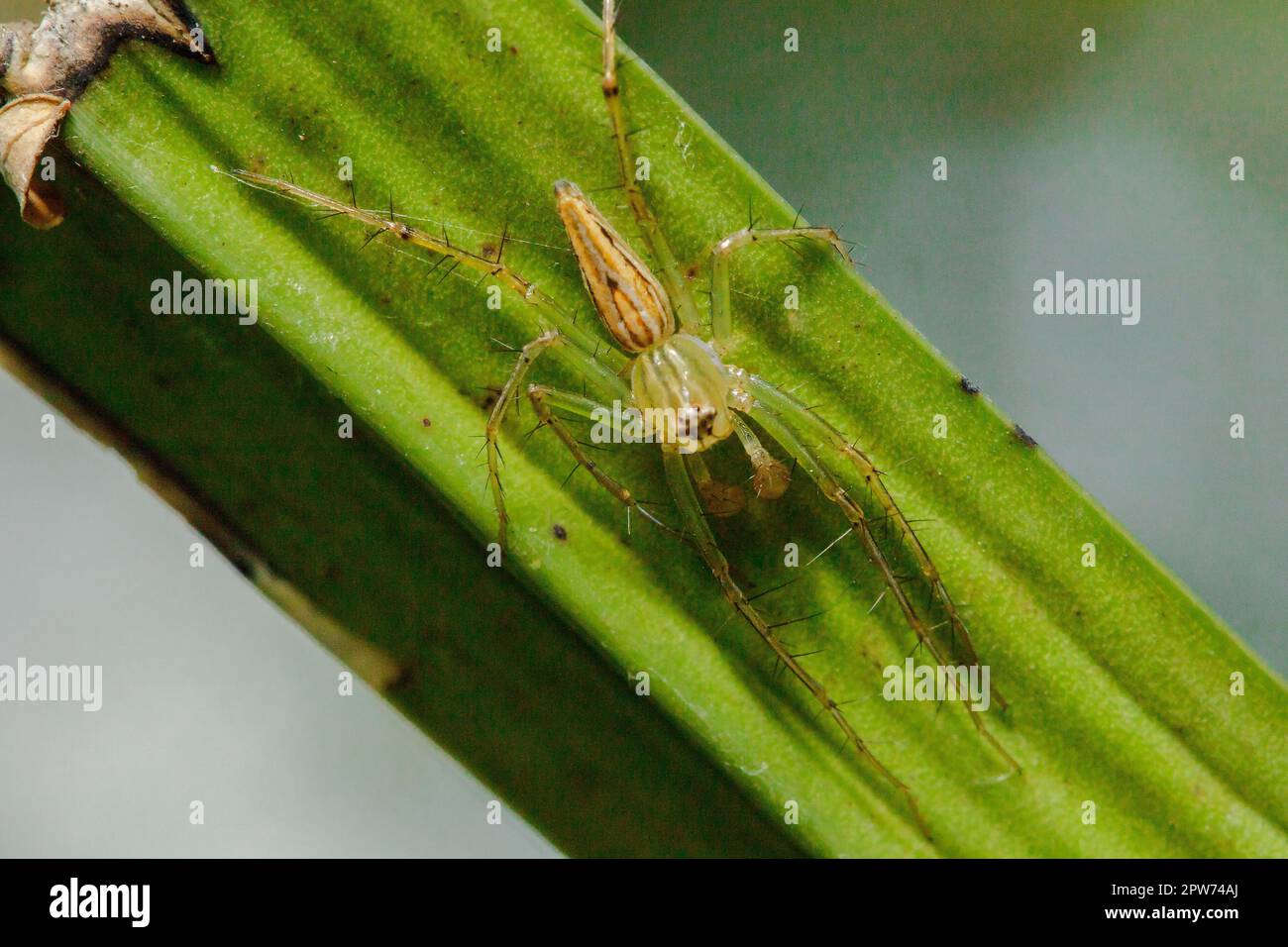 Oxyopes javanus Throll sur les feuilles peut sauter pour attraper la proie. Banque D'Images