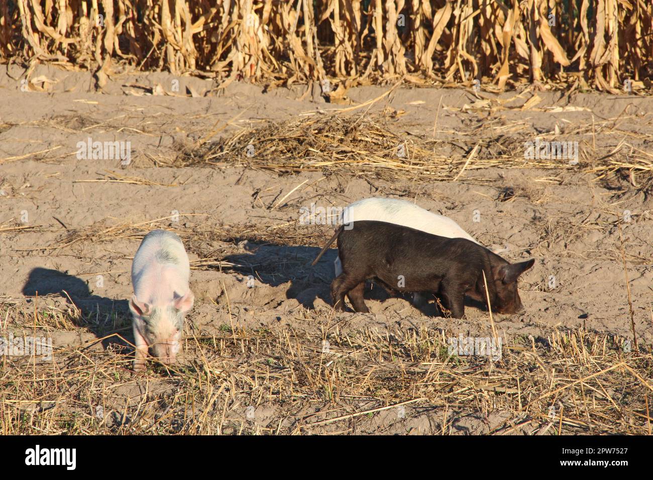 Les porcelets de jouer et courir à jolly farm yard. Drôle de porcs. Les porcelets bébé jouer dans la cour. Petits cochons vivent à la ferme au village. Les porcelets de creuser dans le fumier Banque D'Images