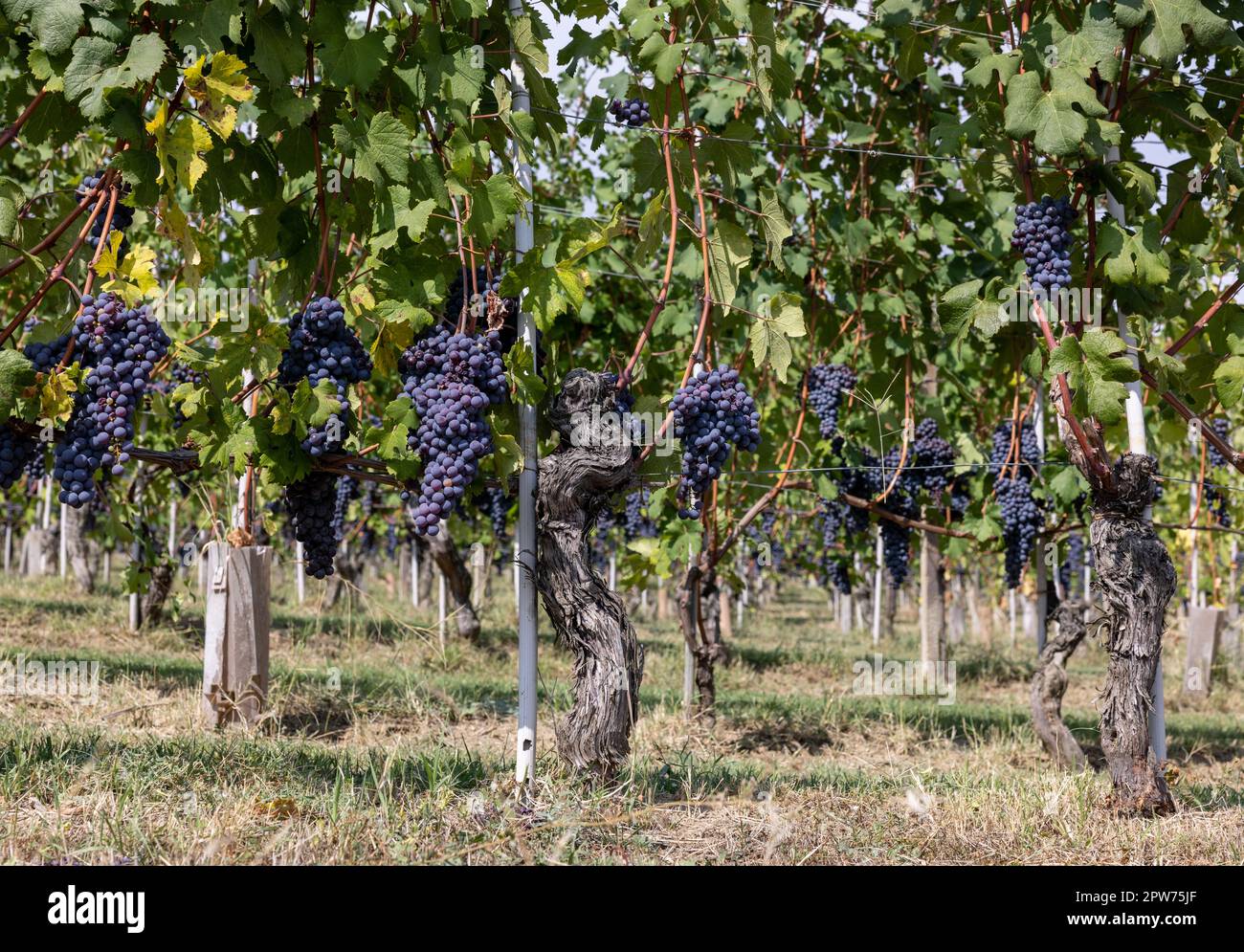 Beau bouquet de raisins noirs nebbiolo avec des feuilles vertes dans les vignobles de Barolo, Piemonte, le quartier viticole de Langhe et le patrimoine de l'UNESCO, Italie Banque D'Images