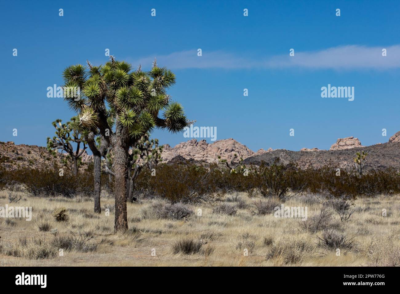 Joshua Tree est haut dans le désert Banque D'Images
