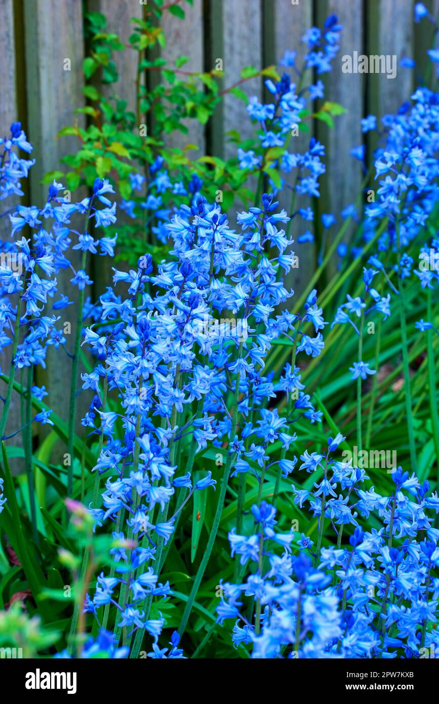 Bluebell, Scilla Siberica, fleurs bleues. Les plantes de paysage peuvent être envahissantes. Squill se répand et est la flore de Starry tolérante au froid souvent trouvée dans le woode Banque D'Images