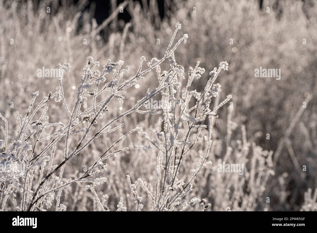 les formations de glace se forment sur les branches des arbustes Banque D'Images