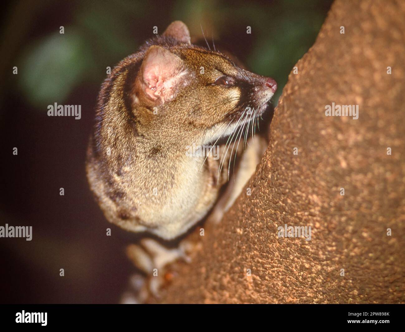 Portrait d'un genet photographié la nuit sur un arbre au Kenya. Banque D'Images