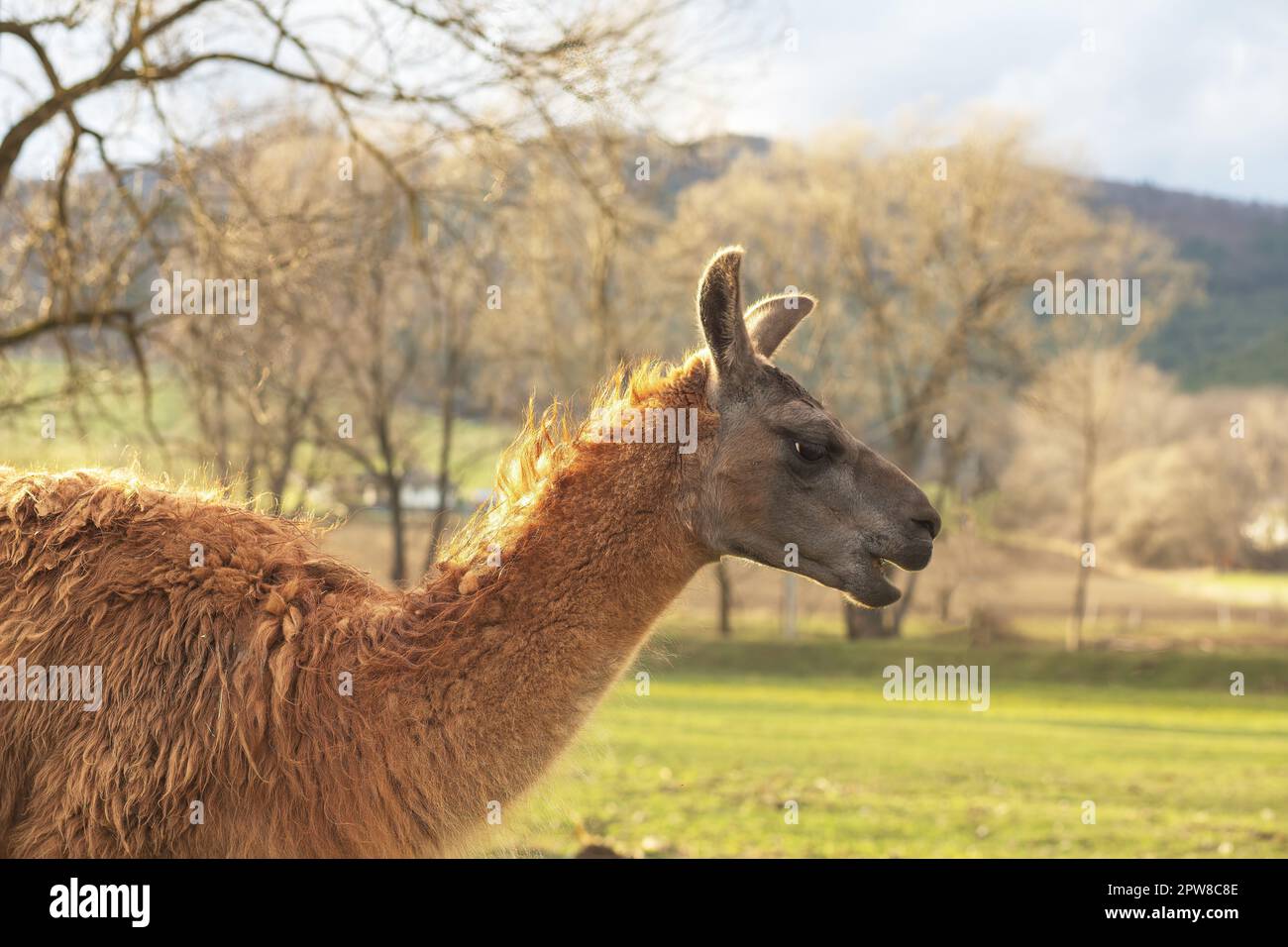 Alpaca sur fram animal.photo de haute qualité. Banque D'Images