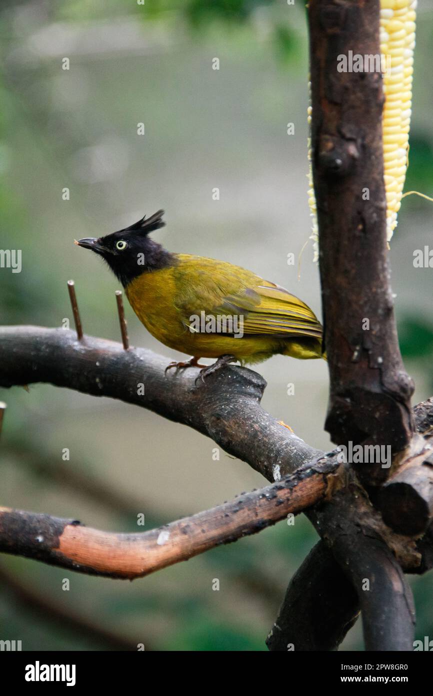 Le gros plan d'un bulbul à crête noire sur la branche de l'arbre. Un oiseau sur la branche de l'arbre. Scène d'animaux sauvages. Banque D'Images