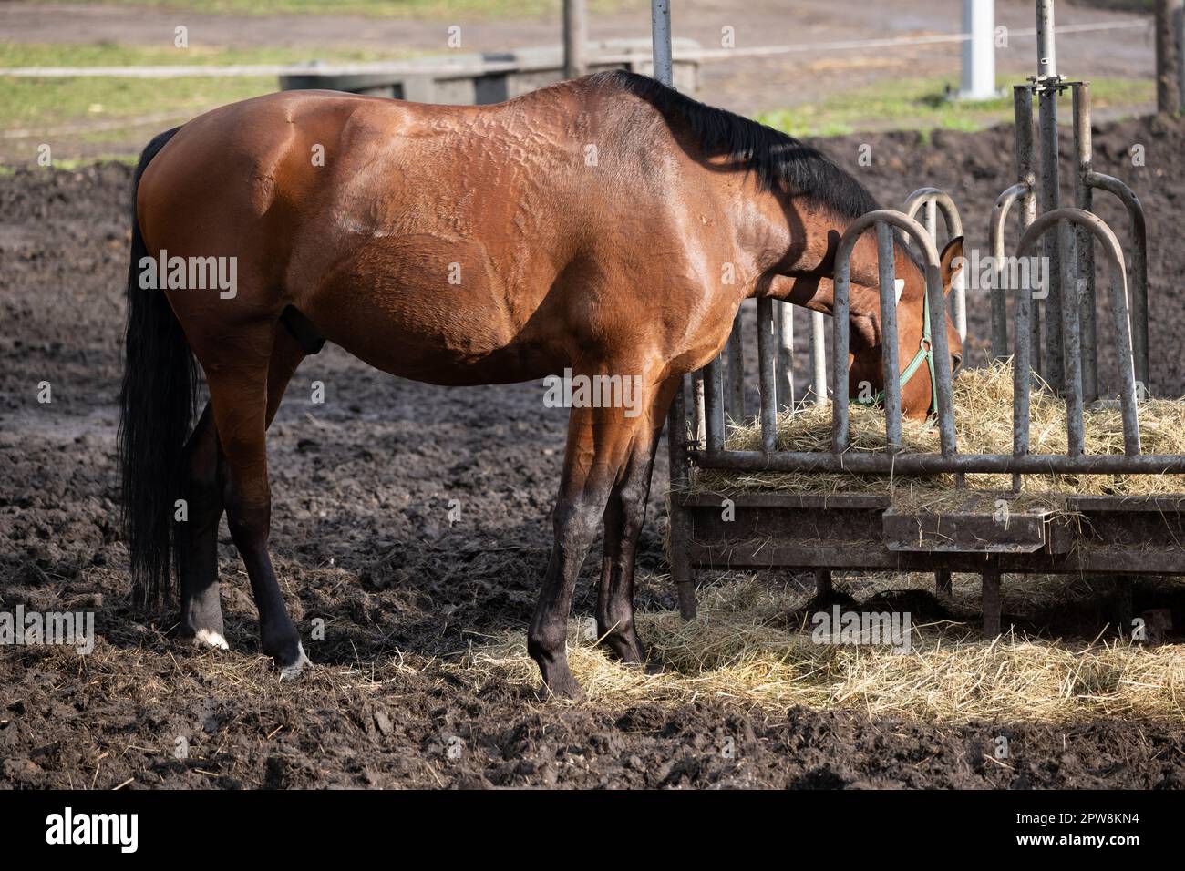 Faire dorer les chevaux stables sur le foin provenant du convoyeur dans un enclos. Banque D'Images