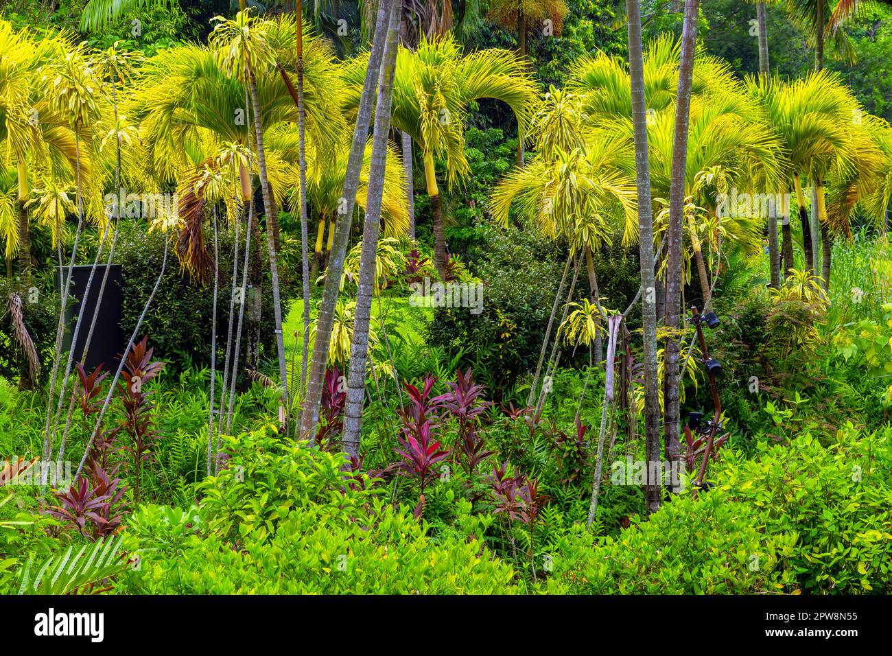 Jardins près de la baie apporte à la vie la vision de la création d'une ville de jardin. Les fleurs tropicales fleurissent dans les jardins de Marina. Singapour... Marina Bay Waterfront i Banque D'Images