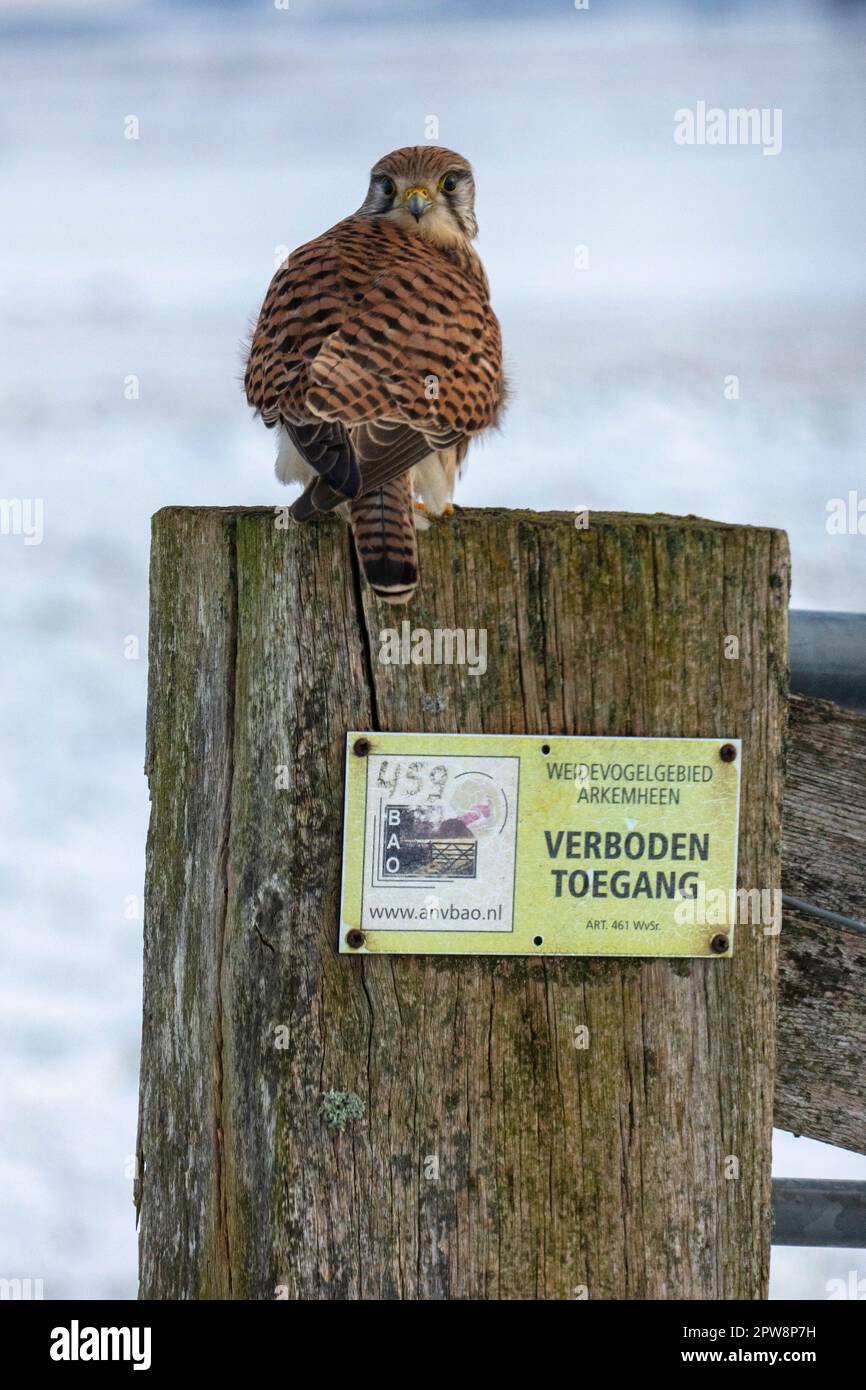 Pays-Bas, Nijkerk, réserve naturelle Arkemheen Polder. Kestrel (falco vesperius). Panneau d'interdiction d'entrée. Hiver, neige. Banque D'Images