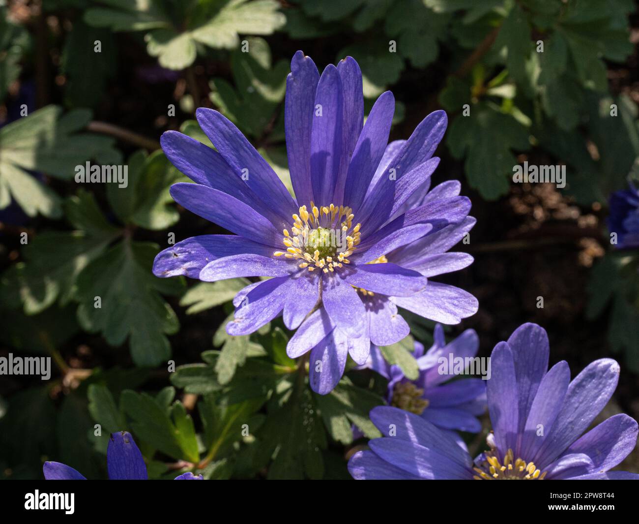 Un groupe de fleurs bleues précoces de la faible croissance d'Anemone blanda Banque D'Images