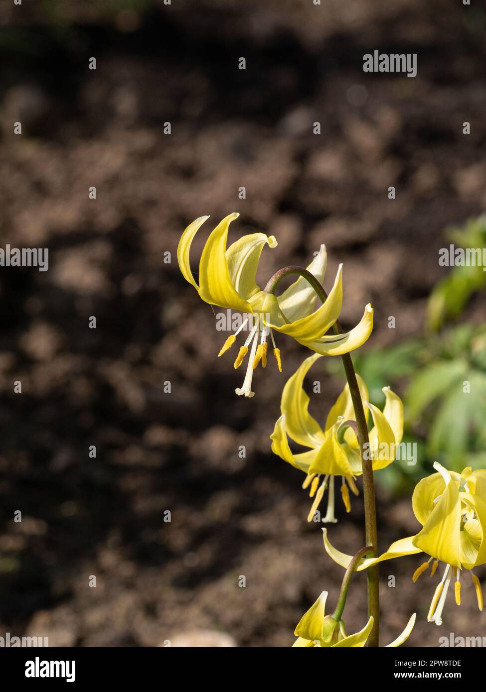 Un gros plan d'un seul pic de fleur du violet de dent de chiens jaunes Erythronium 'Pagoda' Banque D'Images