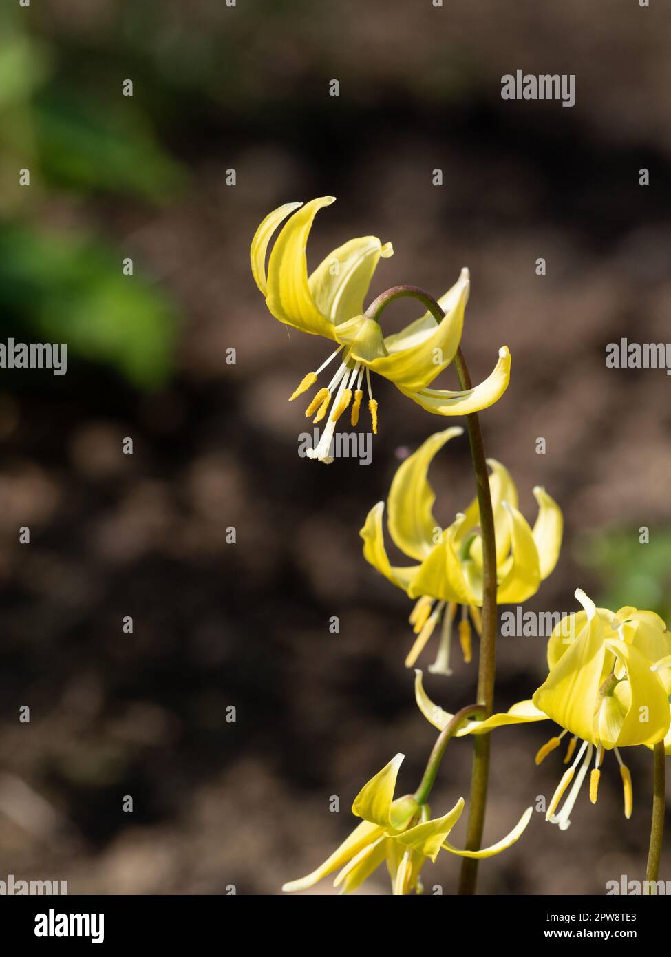 Un gros plan d'un seul pic de fleur du violet de dent de chiens jaunes Erythronium 'Pagoda' Banque D'Images