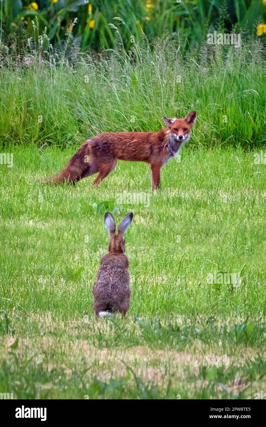 Pays-Bas, Õs-Graveland, Rural Estate Hilverbeek. Renard roux et lièvre. Banque D'Images