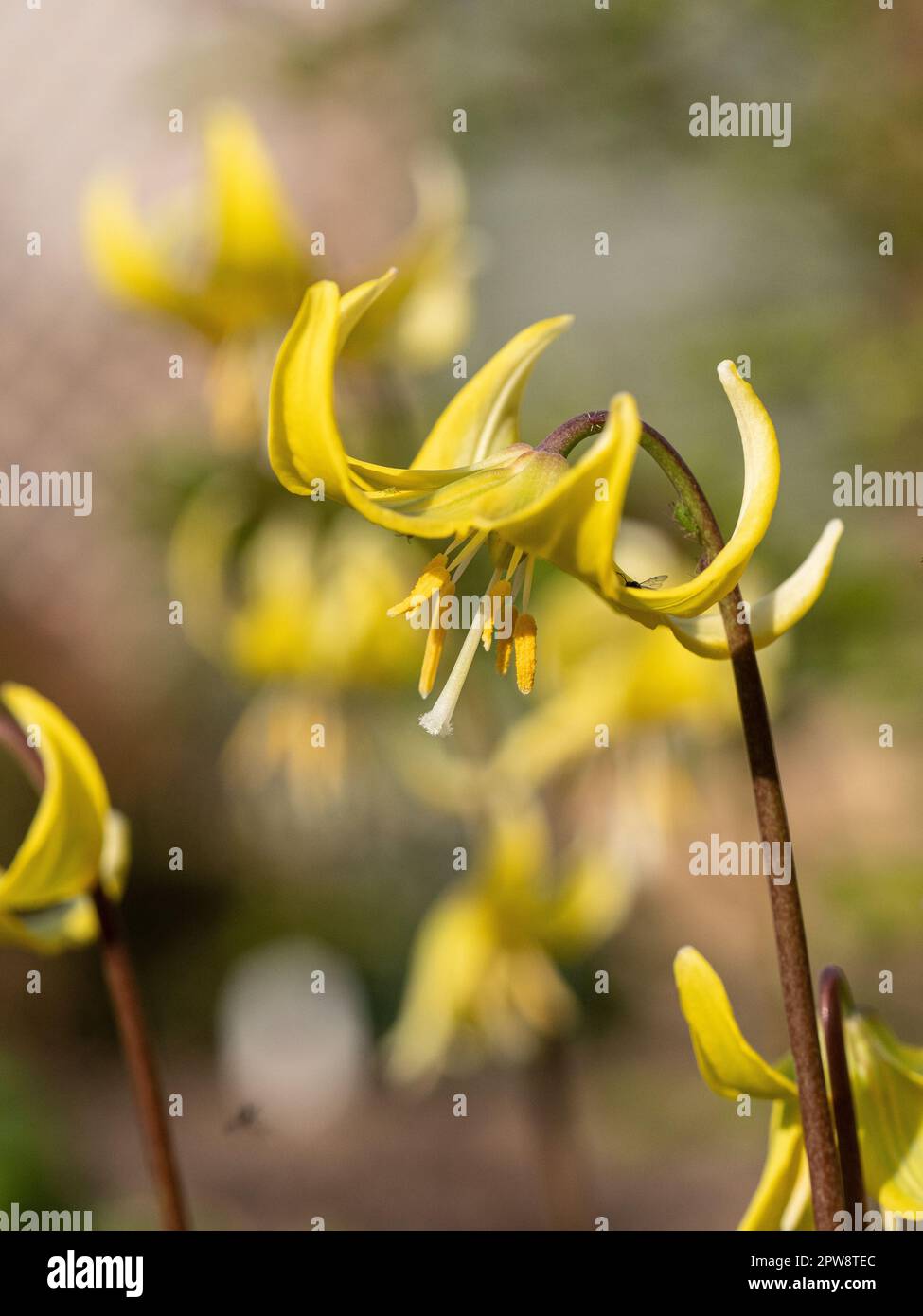 Un gros plan d'un seul pic de fleur du violet de dent de chiens jaunes Erythronium 'Pagoda' Banque D'Images