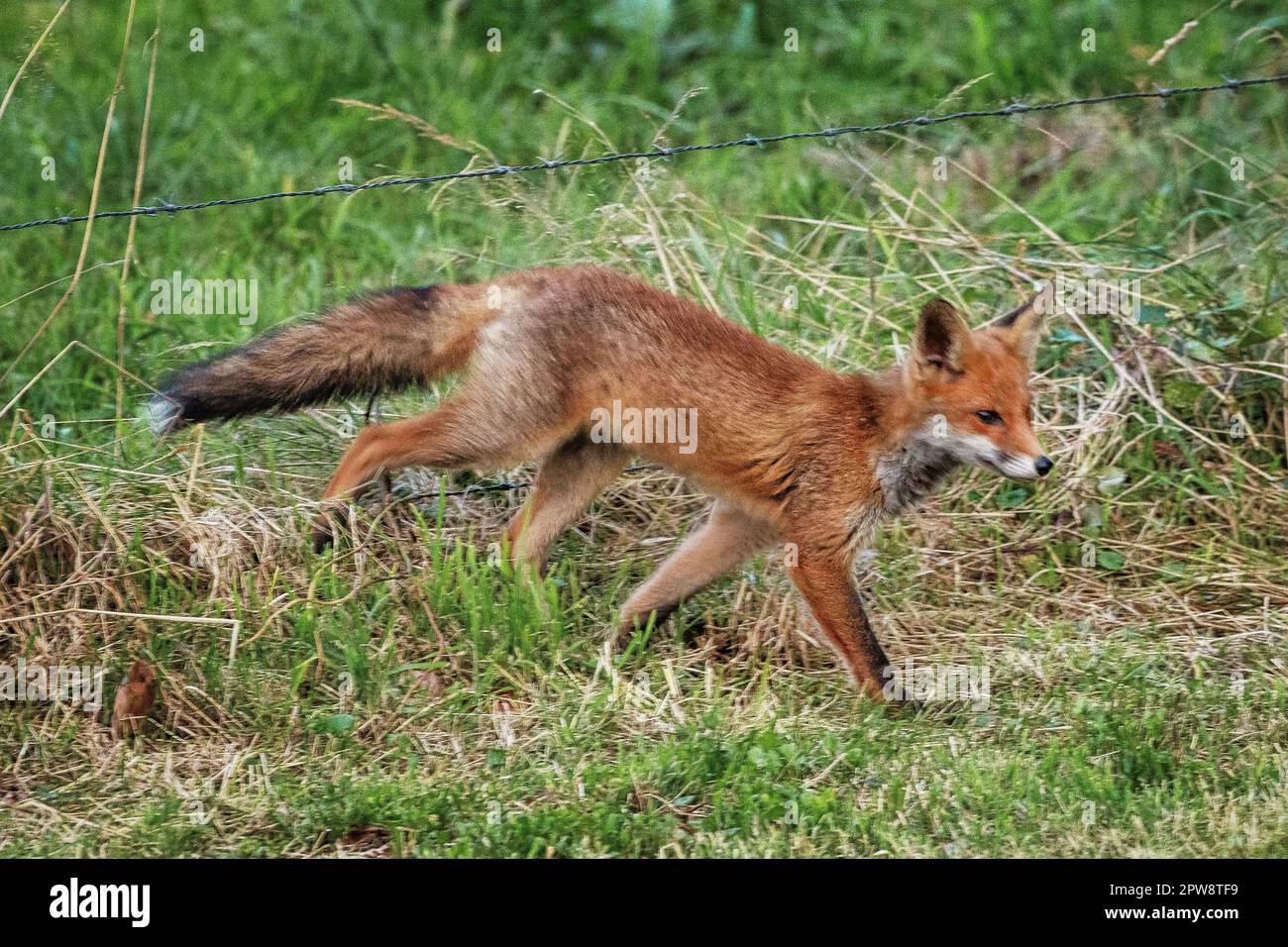 Pays-Bas, Õs-Graveland, Rural Estate Hilverbeek. Renard roux entrant dans le jardin. Banque D'Images