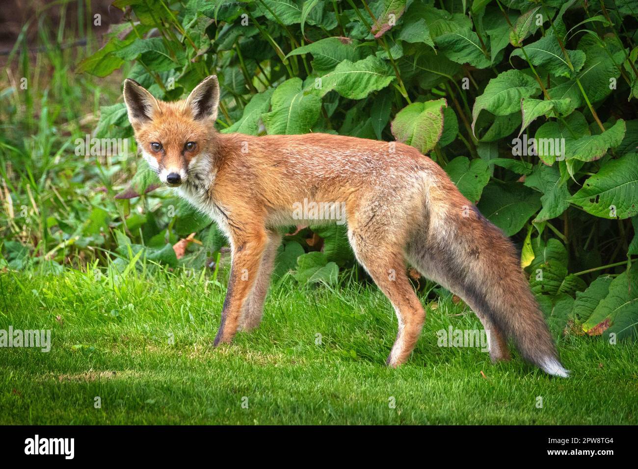Pays-Bas, Õs-Graveland, jeune renard roux (Vulpes vulpes). Banque D'Images