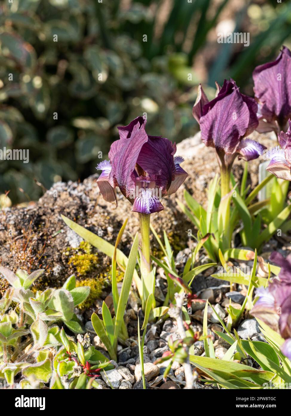 Un groupe de fleurs mauves de la miniature Iris, Iris suaveolens Banque D'Images