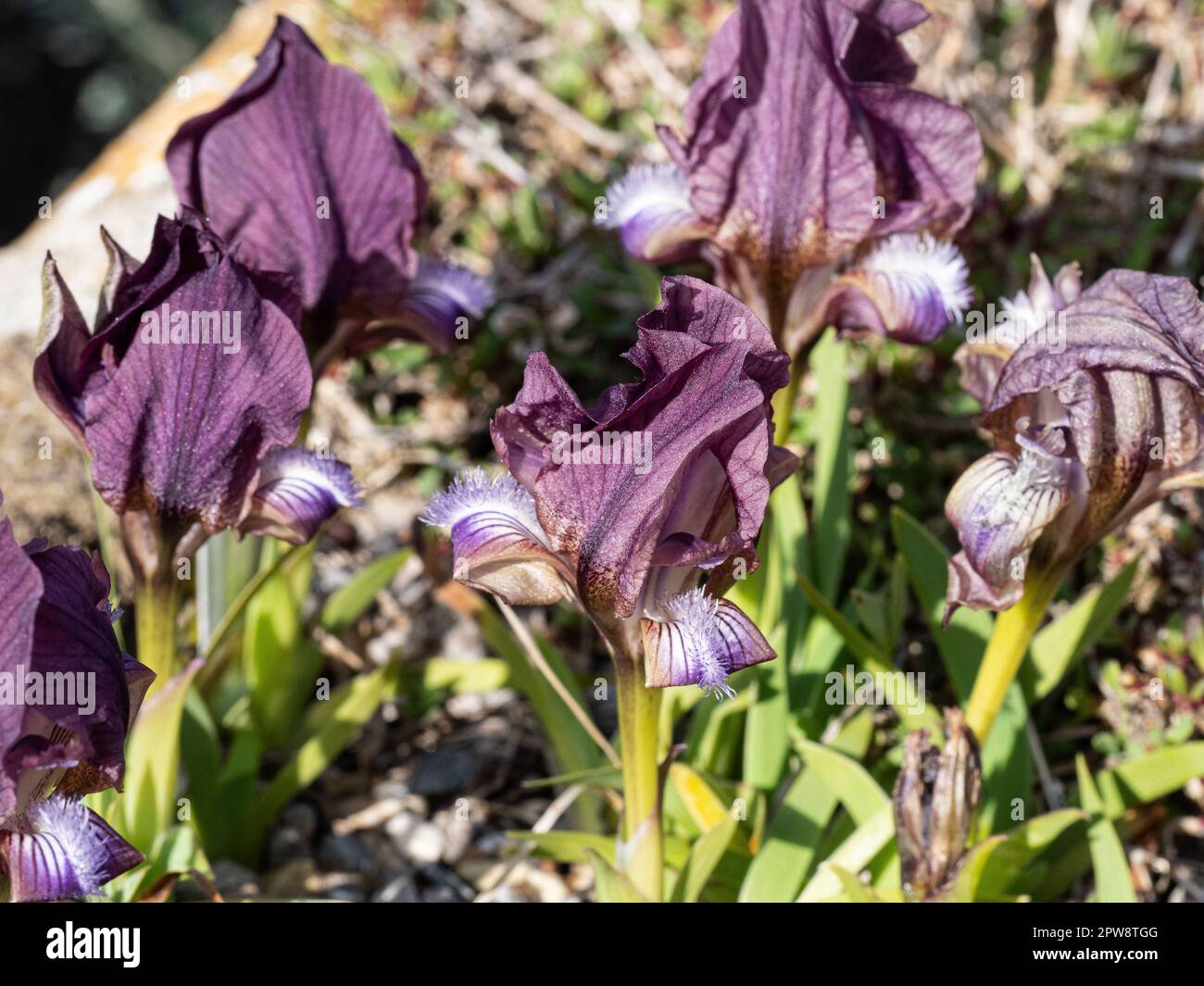 Un groupe de fleurs mauves de la miniature Iris, Iris suaveolens Banque D'Images